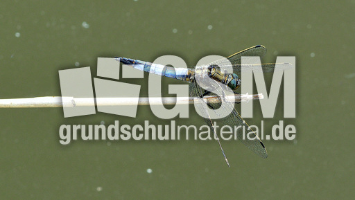 Blaugrüne Mosaikjungfer (15).jpg